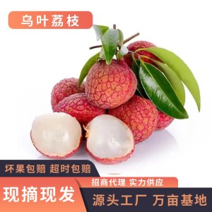 现摘现发黑叶荔枝3/5果园直发非白糖罂荔枝妃子笑荔枝一件代发