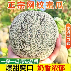 海南网纹蜜瓜冰淇淋玫珑瓜香甜瓜哈密瓜白瓜新鲜产地直发 海南网纹蜜瓜冰淇淋玫珑瓜香甜瓜哈密瓜白瓜新鲜产地直发