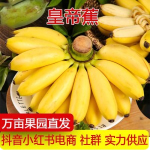 海南精品皇帝蕉 海南精品皇帝蕉