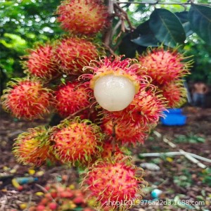 海南红毛丹新鲜保亭树上熟毛荔枝孕妇当季热带水果整箱批发空运 海南红毛丹新鲜保亭树上熟毛荔枝孕妇当季热带水果整箱批发空运