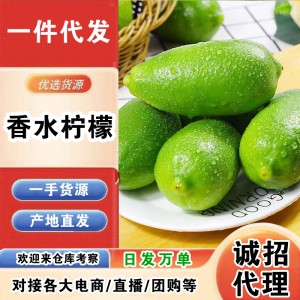 海南子弹头无籽香水柠檬青柠新鲜水果9包邮奶茶店专用批 海南子弹头无籽香水柠檬青柠新鲜水果9包邮奶茶店专用批