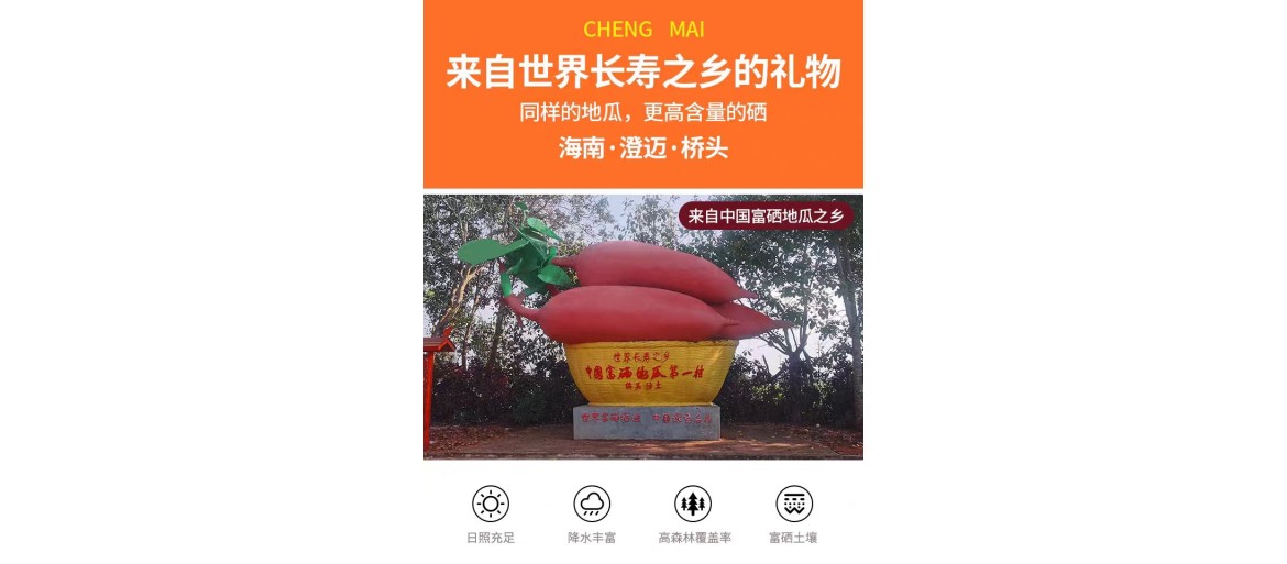 桥头富硒地瓜精品地瓜板栗红薯