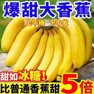 海南精品香蕉巴西香蕉高山香蕉 海南精品香蕉巴西香蕉高山香蕉